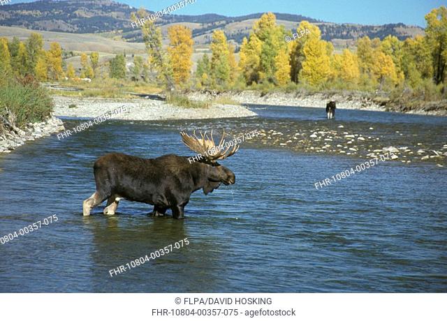 Bull Moose Alces alces crossing the Gros Ventre River between Grand Teton Nat Pk and the National Elk Re