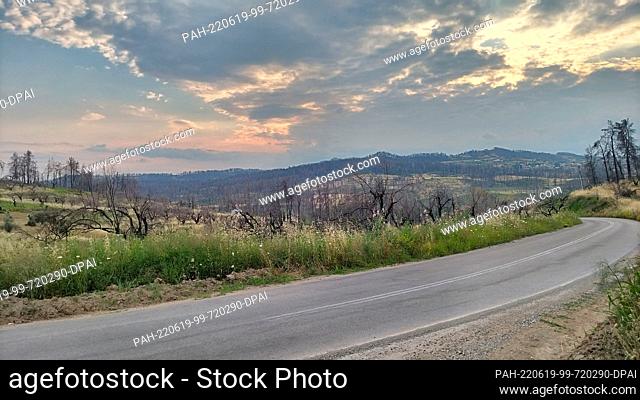 19 June 2022, Greece, ---: Burnt trees at the roadside, photographed one year after the severe forest fires on the second largest Greek island of Euboea