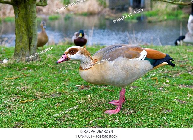 Egyptian goose on river bank