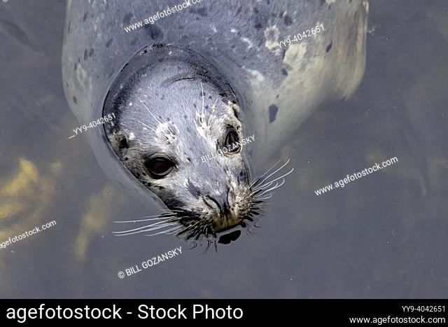 Close up of a Harbor (or harbour) Seal (Phoca vitulina) - Ketchikan, Alaska, USA