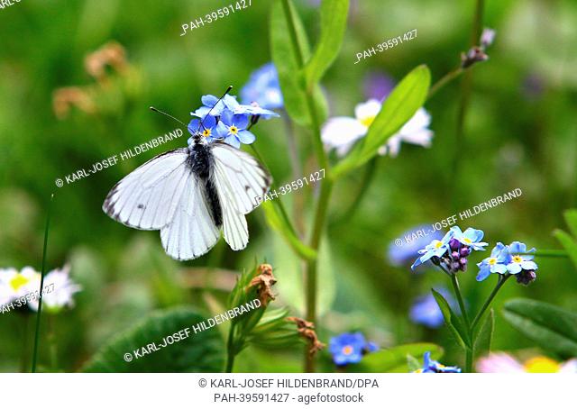 A Green-veined White butterfly (Pieris napi) sits on .a Forget-me-not flower on a meadow in Oberguenzburg, Germany, 15 May 2013