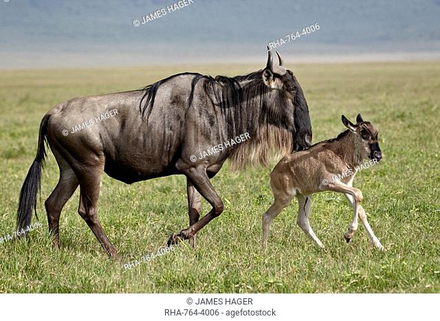 Blue wildebeest (brindled gnu) (Connochaetes taurinus) cow and days-old calf running, Ngorongoro Crater, Tanzania, East Africa, Africa