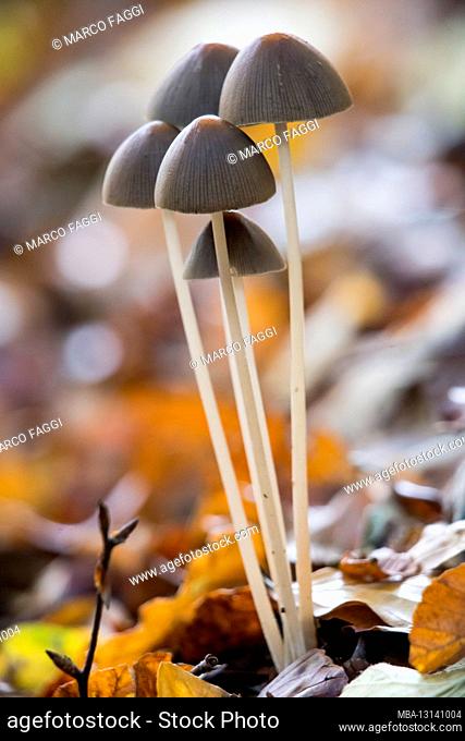 Forest mushrooms, autumn