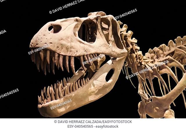 Tyrannosaurus Rex skeleton on black isolated background