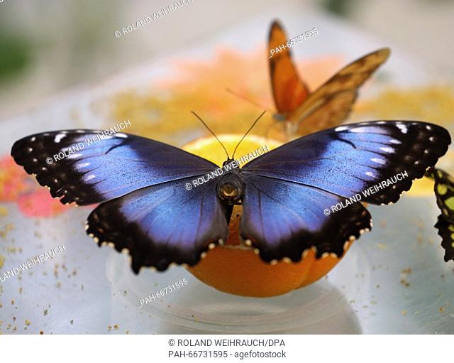 A Blue Morpho butterfly (front) and a Julia butterfly eating an orange in the ""butterfly jungle"" at the zoo in Krefeld, Germany, 16 March 2016