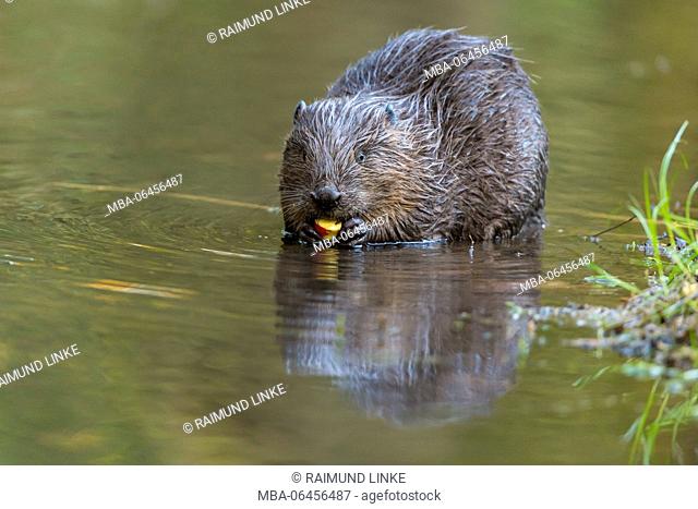 Beaver, European beaver, Castor fiber, Spessart, Bavaria, Germany
