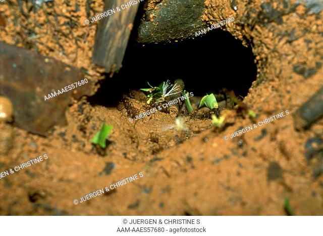 Leafcutter Ants at Nest (Atta cephalotes), Costa Rica