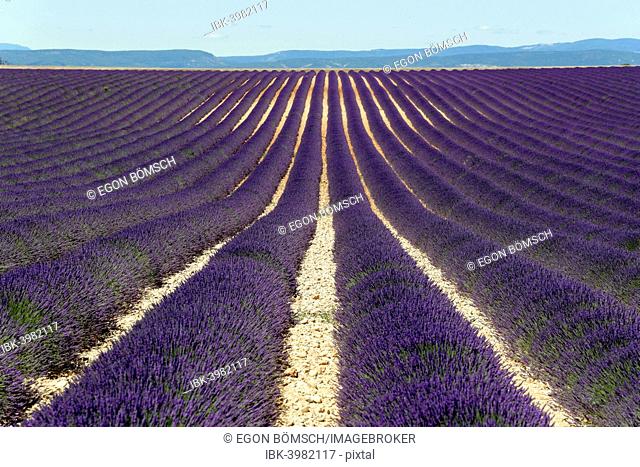 Field of lavender (Lavandula angustifolia), Valensole, Alpes-de-Haute-Provence, Provence-Alpes-Côte d'Azur, France