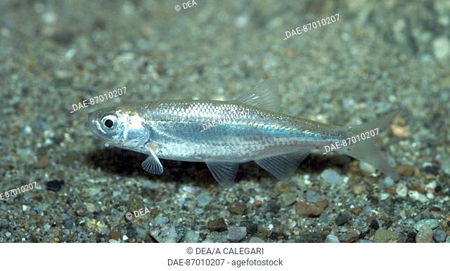 Italian bleak or White bleak (Alburnus albidus), Cyprinidae