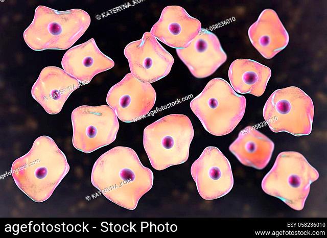 Buccal epithelium, smear from oral cavity, 3D illustration