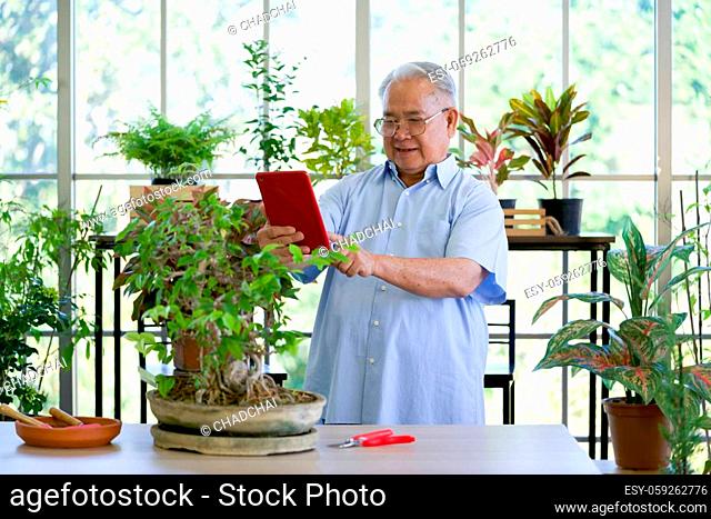Retired grandfather use tablet computer to take a picture of a new bonsai tree. The morning atmosphere in the greenhouse planting room