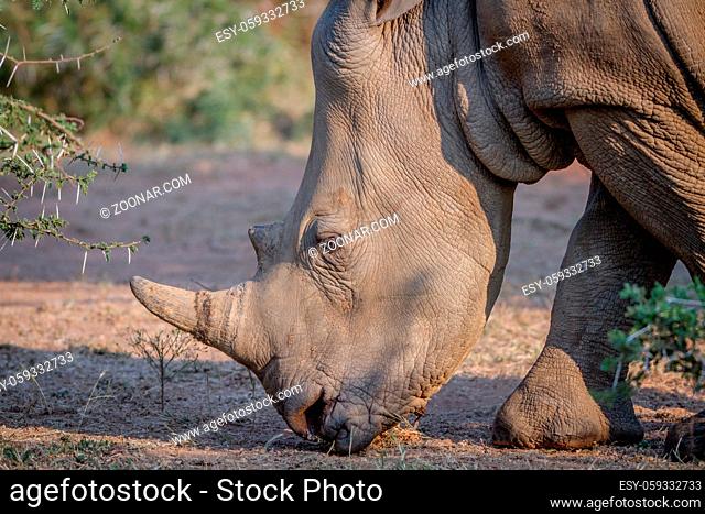 Side profile of a White rhino in South Africa