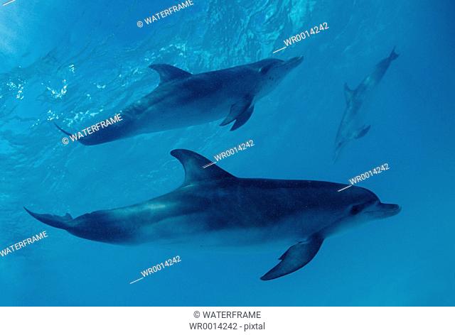 Spotted Dolphins, Stenella frontalis, Atlantic, Caribbean Sea, Cuba
