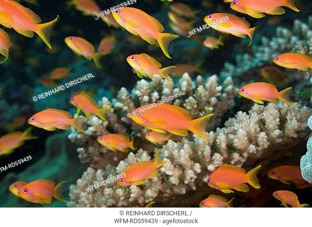 Lyretail Anthias in Coral Reef, Pseudanthias squamipinnis, North Ari Atoll, Maldives