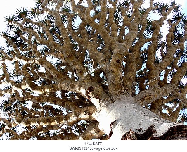 dragon tree (Dracaena cinnabari), single tree in womrs-eye view, Yemen, Socotra