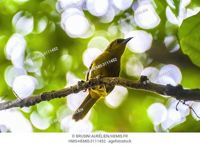 United Kingdom, Montserrat, English-speaking Caribbean, Woodlands, Oriole Trail, Oriole of Montserrat (Icterus oberi) female, endemic, in tropical undergrowth