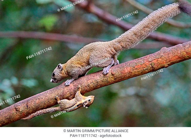 Himalayan striped squirrel (Tamiops mcclellandii) with Grey-bellied Squirrel (Callosciurus caniceps) standing together on a branch next to each other upside...