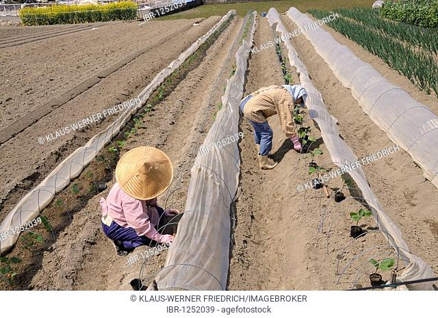 Farmerwomen planting cucumbers, intensive agriculture under plastic sheeting, Iwakura, Japan, East Asia, Asia