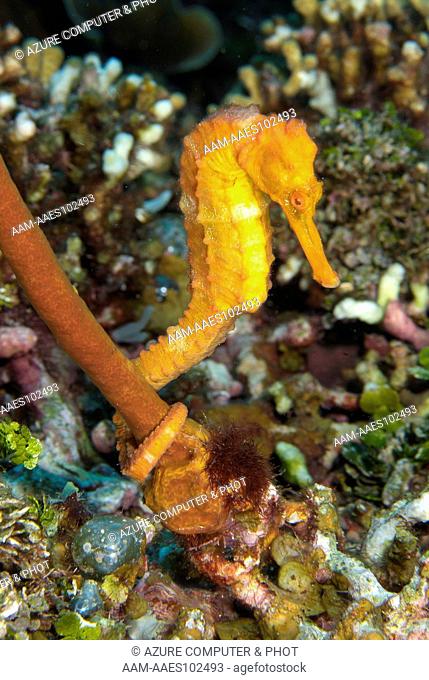 Longsnout Seahorse (Hippocampus reidi) Roatan, Honduras
