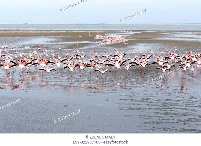 Rosy Flamingo colony in Walvis Bay Namibia