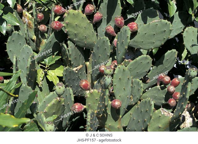 Opuntia cactus , Opuntia , Arizona , USA , America , cactus fruit