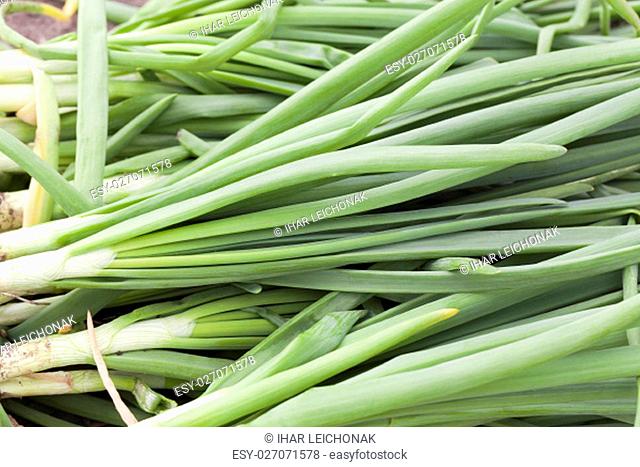 photographed close-up green onions feathers, gathered together at harvest time