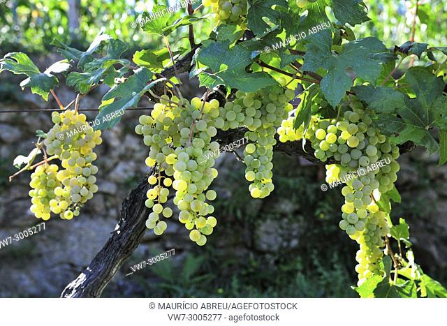 Grapes to produce green wine (Vinho Verde), a kind of lightly sparkling wine which are drunk whilst still very young. Cinfaes do Douro, Douro region