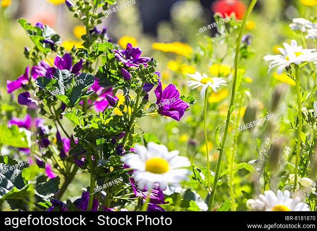 Flowering mallow (Malva) on a colourful flower meadow, Saxony, Germany, Europe