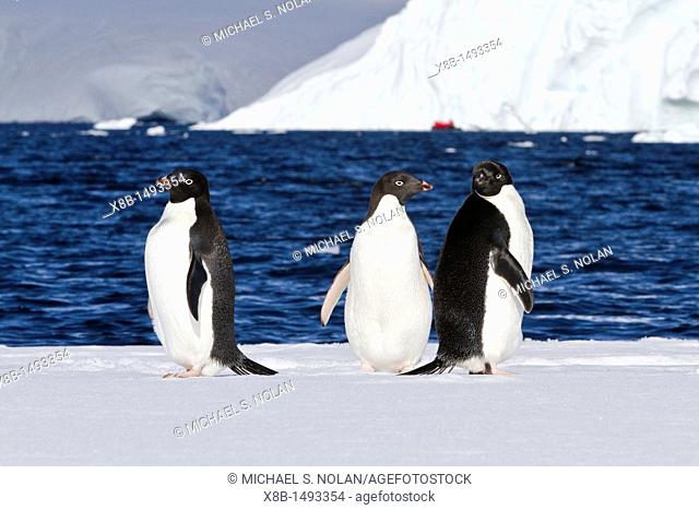 Adélie penguins Pygoscelis adeliae hauled out onto the ice near Adelaide Island, Antarctica  MORE INFO The Adélie penguin is one of the southernmost breeding...