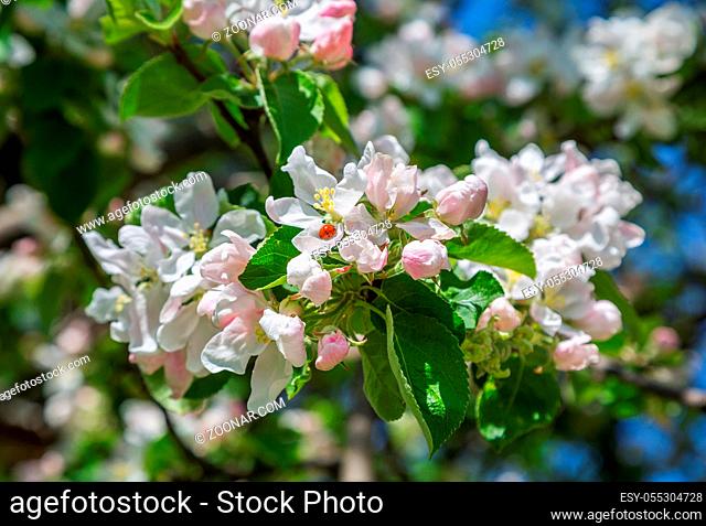 Beautiful white flower of an apple tree with a ladybug, closeup. Green leaves with flowers on the branches in the apple orchard. Sunny weather, spring