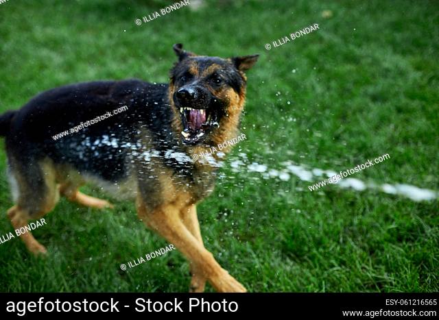 Playful Dog German Shepherd tries to catch water from garden hose on a hot summer day at backyard home