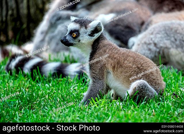 Ring-tailed Lemurs (Lemur catta) at the Bioparc in Fuengirola