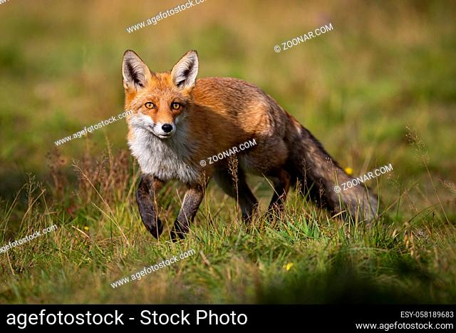 Curious red fox, vulpes vulpes, approaching on meadow in summer at sunrise. Wild mammal with orange fur facing camera and taking a step from front view