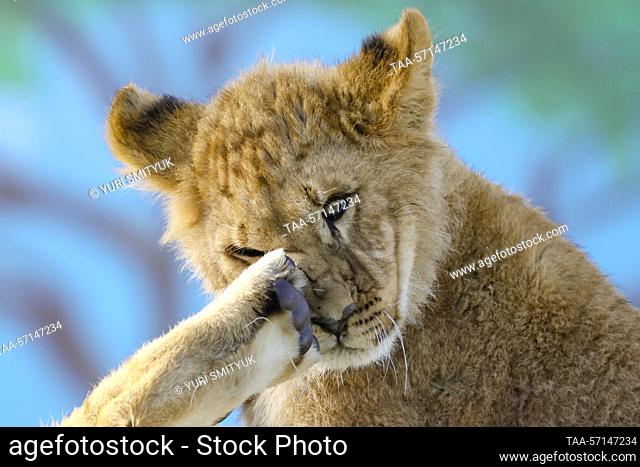 RUSSIA, VLADIVOSTOK - FEBRUARY 2, 2023: A six-month-old African lion cub lives at Sadgorod Zoo. Born in late July 2022 to a family of Bonifatsiy, 15