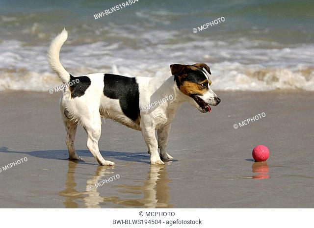 Jack Russell Terrier Canis lupus f. familiaris, playing with a ball at the beach