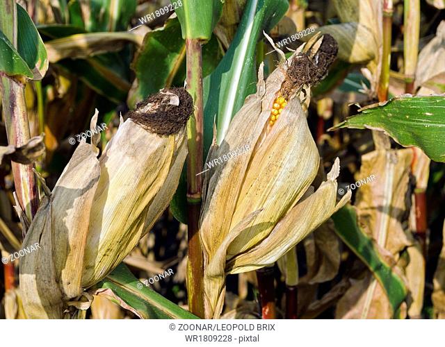 corn plants with cobs