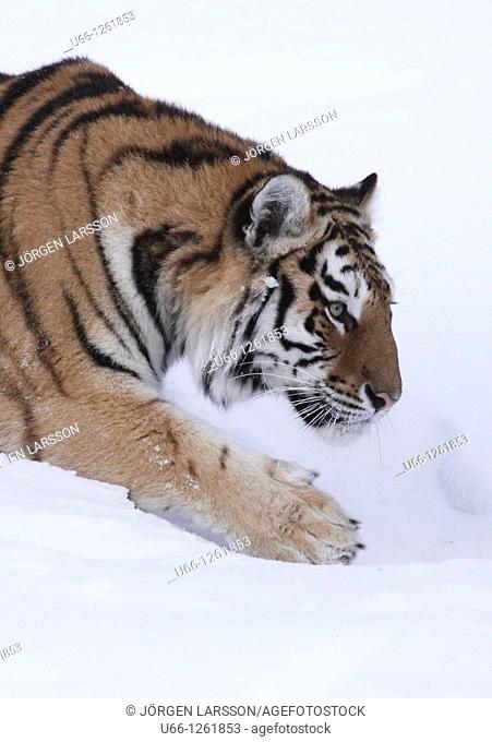 Siberian tiger / Amurtiger Panthera tigris altacia Dalarna Sweden