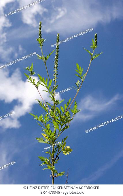 Common Ragweed, Annual Ragweed, Bitterweed, Blackweed, Carrot Weed, Hay Fever Weed, Roman Wormwood, Stammerwort, Stickweed, Tassel Weed