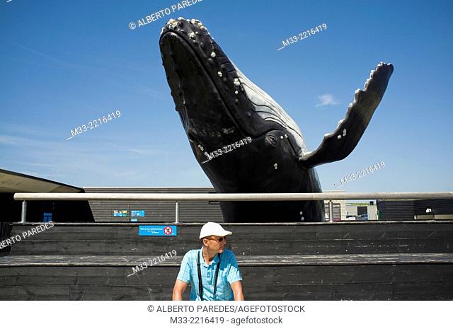 Whale at Ecomare, Texel Island, Frisian Islands, North Holland, Netherlands