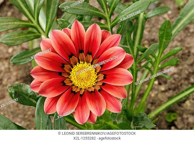 Gazania, or Treasure Flower close up  Scientific name: Gazania rigens