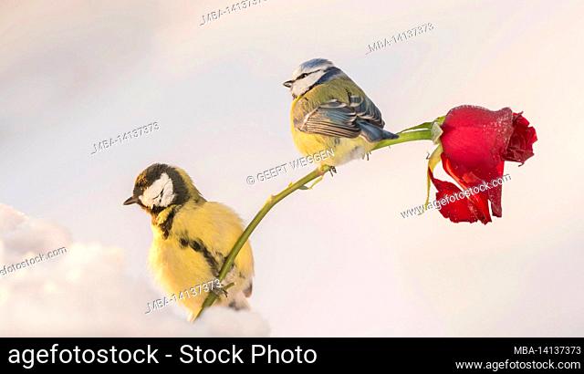 two different species of tit standing on a stem of a red rose in the snow