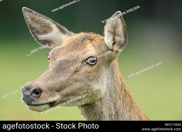Red Deer (Cervus elaphus), portrait, Bavaria, Germany
