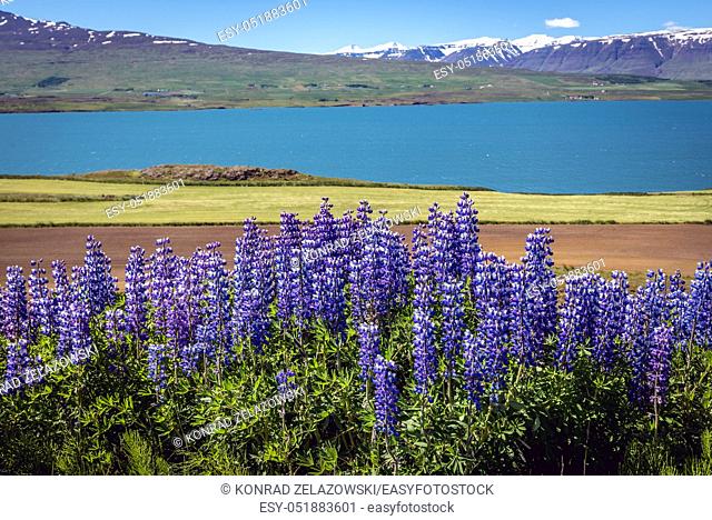 Nootka lupine flowers, view with Pollurinn bay of Eyjafjordur fjord in Northern Iceland