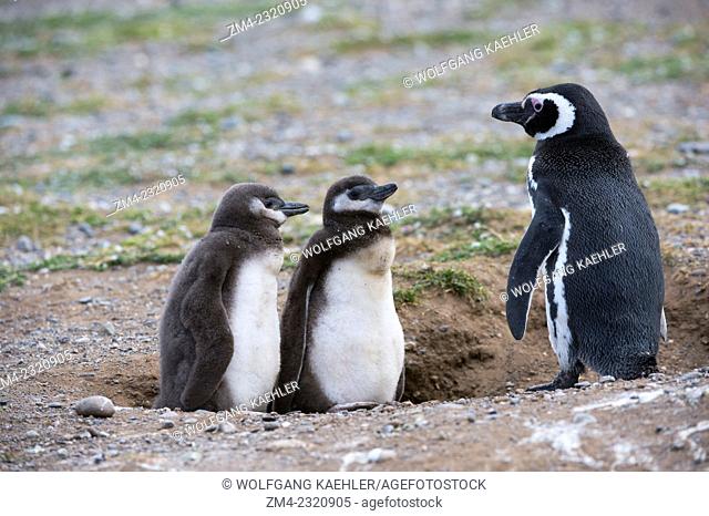 Magellanic penguin (Spheniscus magellanicus) with chicks at their nesting burrows at the penguin sanctuary on Magdalena Island in the Strait of Magellan near...