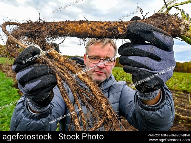 08 November 2023, Brandenburg, Lübbenau: Marcel Mich, head of the Spreewald vegetable farm, shows a freshly harvested horseradish root