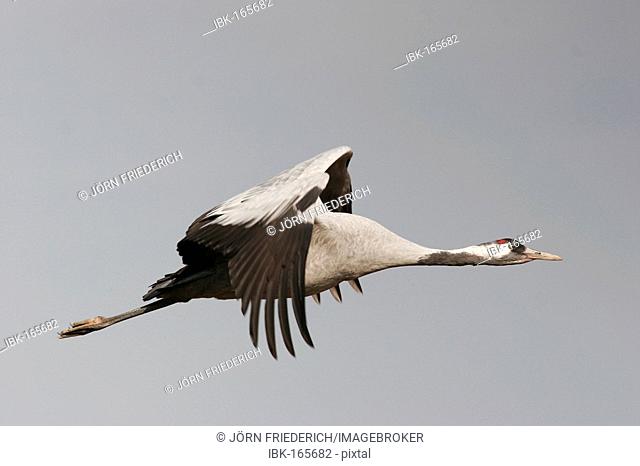 Crane in flight (grus grus), national park Vorpommersche Boddenlandschaft, Mecklenburg Vorpommern, Germany