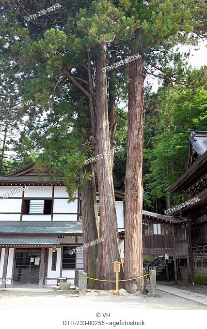 The couples cedar tree, Kitamuki Kannon temple complex, Bessho Onsen, Ueda city, Nagano prefecture, Japan