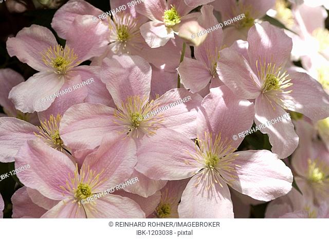 Pink Anemone Clematis (Clematis montana Rubens)