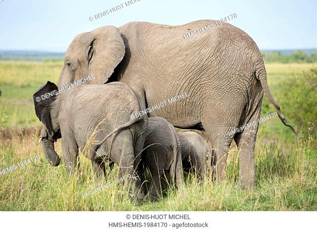 Kenya, Masai-Mara Game Reserve, Elephant (Loxodonta africana), female and youngs