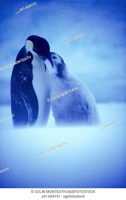 Emperor Penguin (Aptenodytes forsteri) feeding chick in a blizzard at Atka Bay colony. Weddell Sea. Antarctica